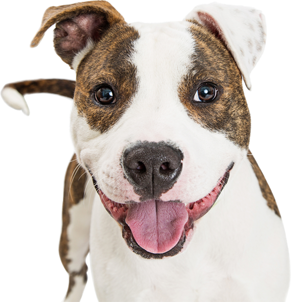 dog-hero